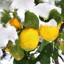Winterharte Duftende Bergzitrone Pflanzen Kaufen Exotische Pflanzen Und Pflanzen