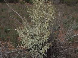 Image result for Sida serratifolia