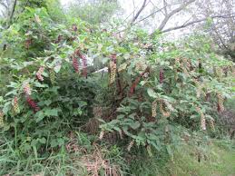 Image result for Phytolaccaceae