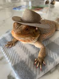 Portrait of fluffy persian cat wild animal wearing indian hat headdress with feathers boho ethnic image tribal illustraton stock illustrationsby. Pin On Animals In Hats