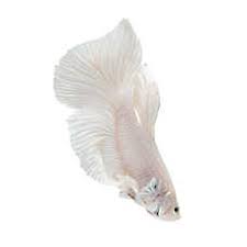 The betta fish is probably the second most popular fish kept, after goldfish. Fish Goldfish Betta More Petsmart
