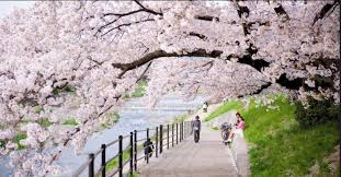 Jom lihat 5 aktiviti yang menarik untuk dilakukan di sekitar tohoku jepun setiap. Musim Bunga Di Jepun Jejak Travel Santai