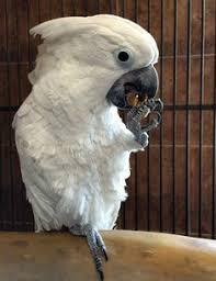 13 Pretty Bird Ideas Pretty Birds Bird Birds For Sale