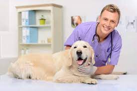 Although pepto bismol may help address your dog's mild diarrhea, never administer a dose without consulting your vet first. Pepto Bismol For Dogs Is It Safe What Do Vets Say Drug Genius