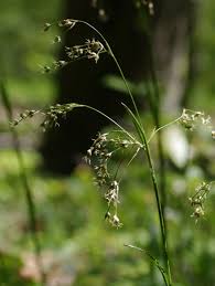 Image result for Luzula abyssinica