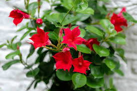 Image result for dipladenie hybrida rio obrázek