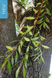 Image result for Maytenus undata