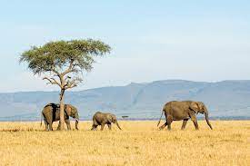 It's easy to imagine primeval africa, with an almost constant parade of animals streaming past against a quintessential east african backdrop. Design Your Tanzania Safari Online Timbuktu Travel