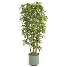 False Aralia Plants Indoor Plants Herbs