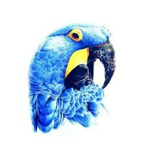 birdloverksa on twitter روز صور بيع طيور للبيع طيور ببغاء فيشر فرخ فروخ براكيت روزيلا للبيع الرياض طير http t co 3zi4m2uaw8