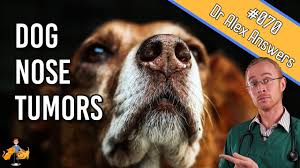Dog Nose Cancer Symptoms Treatment Life Expectancy Dog Health Vet Advice Youtube