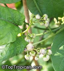 Image result for Mondia ecornuta