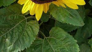 How To Grow Massive Sunflowers Video Growing Sunflowers Sunflower Garden Plant Leaves