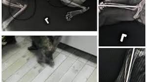 Video Kedi Bacak Ve Kol Kemigi Kirik Tedavisi Vet Hek I Serdar Sayar
