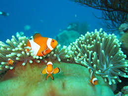 Baru 21+ gambar kartun kehidupan bawah laut. Tapete Pemandangan Bawah Laut Bergerak Fisch Anemonenfisch Pomacentridae Unter Wasser Clownfisch 830175 Wallpaperuse