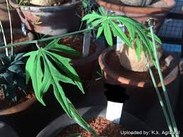 Image result for Adenia stenodactyla