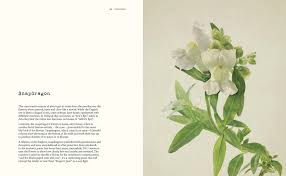 Anthology of Flowers; Jane Field-Lewis & Richard Maxted