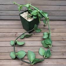 Image result for Ceropegia incana