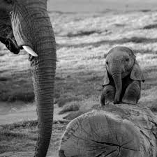 Baby Black And White Elephant Pictures Black And White Photo Baby Elephant Wallpaper Cute Baby Elephant Cute Animals Cute Baby Animals