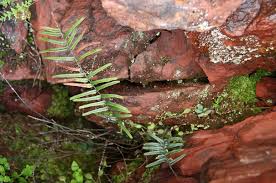 Image result for Pellaea pectiniformis