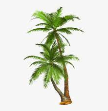 Palm free png clip art image. Free Png Palm Tree Png Images Transparent Palm Trees Transparent Background Png Image Transparent Png Free Download On Seekpng