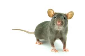 Unhealthy food is called junk food. Pest Control Faqs Bed Bugs 40 Tips