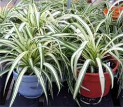 Spider plant prefers bright to moderate indirect light year round and average temperatures. Spider Plant Chlorophytum Comosum Wisconsin Horticulture