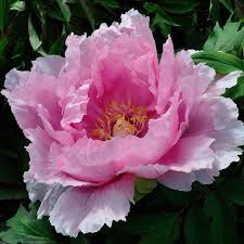 We offer you the highest quality garden tools, plants, seeds and flower bulbs. Tree Peonies Claire Austin