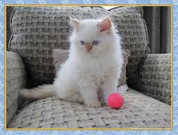 We take her home in 1 week! Himalayan Flame Point Kitten Himalayan Cat Kitten Kitten Pictures Himalayan Kitten