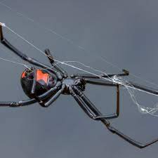 Black widow spider information & identification. Black Widow Spider Facts Latrodectus Mactans