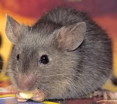 How does ehrlich's mouse control service work? Top Rated Rodent Removal Exterminator Mice And Rats Pest Proofing