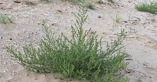 Image result for Salsola