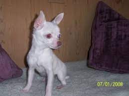 Akc long hiar chihuahua puppies for slae, breeding, stud service, oregon city, oregon, 97045, portland, or. Chihuahua Puppies In Oregon
