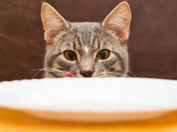 Vorresti preparare con le tue mani del cibo per gatti fatto in casa? Cibo Per Gatti Fatto In Casa
