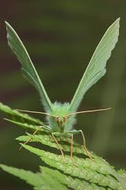 178 imagens de insetos vivoverde imagens de insetos insetos ciclos de vida