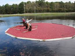 Cape Cod Cranberry Harvest Harwich Remains The Best The Platinum Pebble Boutique Inn