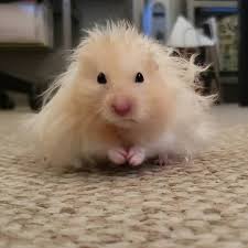 Happy Franklin Friday!!! He has become quite a snorlax in his old age  (listen to the last slide 😴). He just had a course of antibiotics but is  still a little congested