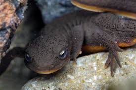 Image result for Craterostigma newtonii