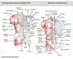 Torso Bones And Muscles Bones And Muscles Anatomy Bones Anatomy Study