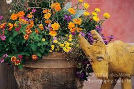 A Container With Lantana Zinnia And Other Colorful Flowers Is Accented By A Pink Wall And A Folksy Car Container Flowers Container Gardening Container Plants
