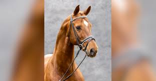 Maybe you would like to learn more about one of these? Der Hengst Dimaggio Teil 1 Horse Gate