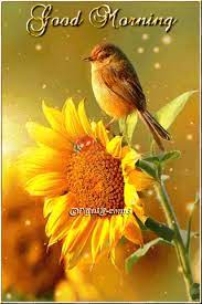 Sign In Good Morning Flowers Gif Good Morning Animation Cute Good Morning Images