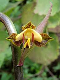 Image result for Eulophia streptopetala