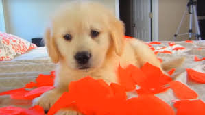 Give me an overview of golden retriever puppies for sale in florida. Golden Retriever Cutest Puppy Pics Cuteanimals