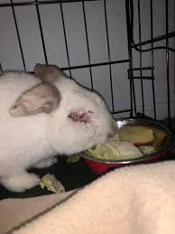 Maybe you would like to learn more about one of these? Long Beach Bunny The Bunny Bunch