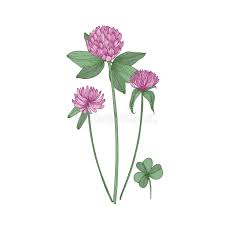 We did not find results for: Trifoglio O Fiori E Foglie Del Trifoglio Isolati Su Fondo Bianco Disegno Della Pianta Di Fioritura Simbolica O Selvaggio Realisti Illustrazione Vettoriale Illustrazione Di Particolare Illustrazione 124865784