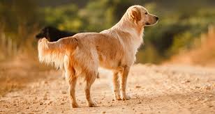 A blog dedicated to our furry, golden friends! Do Golden Retrievers Change Color As They Grow Dog Mom Hub