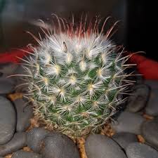 Find & download the most popular cactus shape photos on freepik free for commercial use high quality images over 8 million stock.when you visit any website, it may store or retrieve information on your browser, mostly in the form of cookies. Mammillaria Bocasana Powder Puff Cactus In Gardentags Plant Encyclopedia