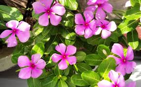Summer care of plumeria / champahow to care of champa flower plantchampa propagation#green_garden #champa_care. Vinca Care And Details Fast Growing Plants With Medicinal Value Gardening Tips Plants Care Plants Details