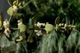 Image result for Viscaceae